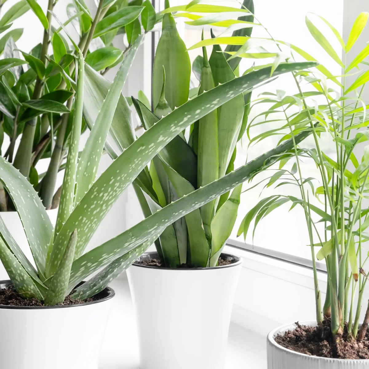 flowers money plant 100 Money Plant Flower Seeds  New Hill Farms