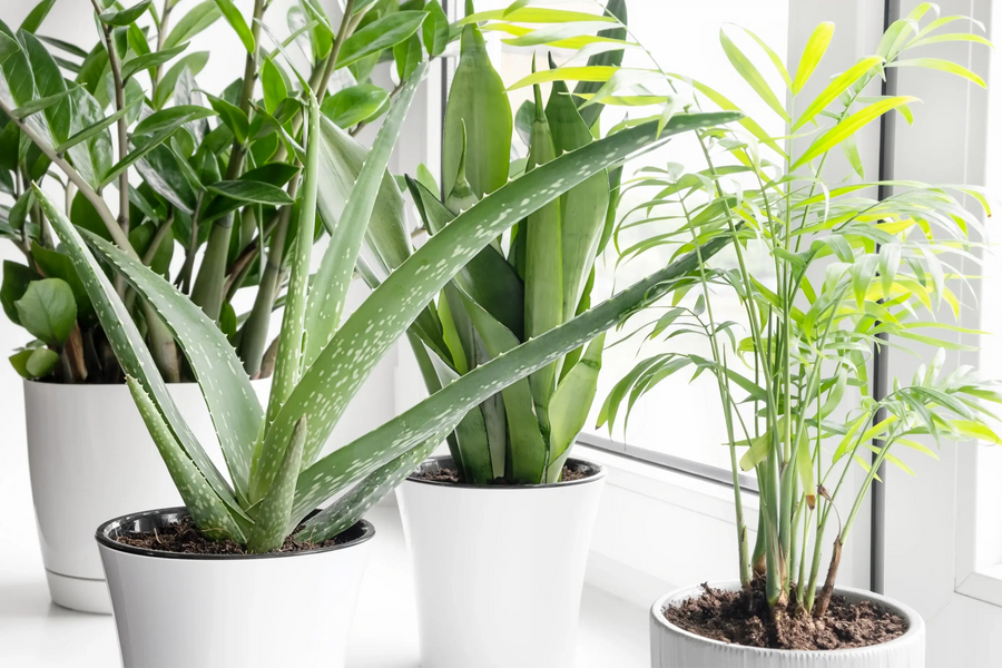 Sunny windowsill with Aloe vera, Zamioculcas zamiifolia, Dypsis lutescens and Sansevieria 'Moonshine'