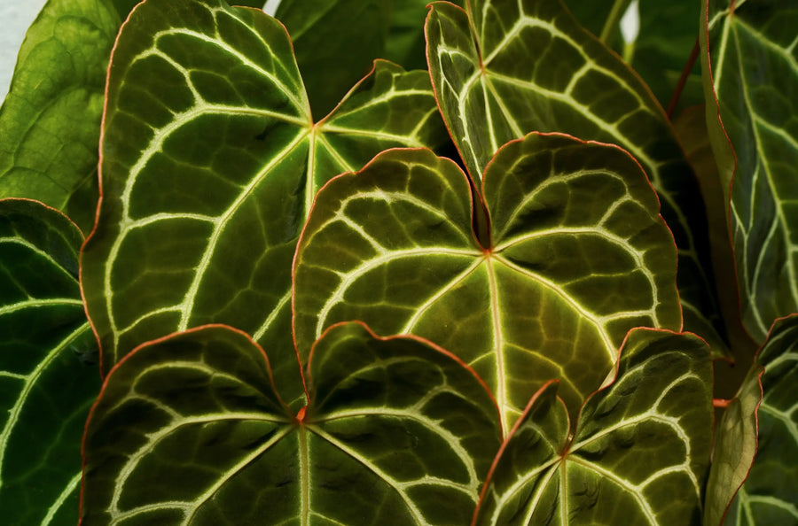 Anthurium kunayalense – Matte Textured Strap Leaves