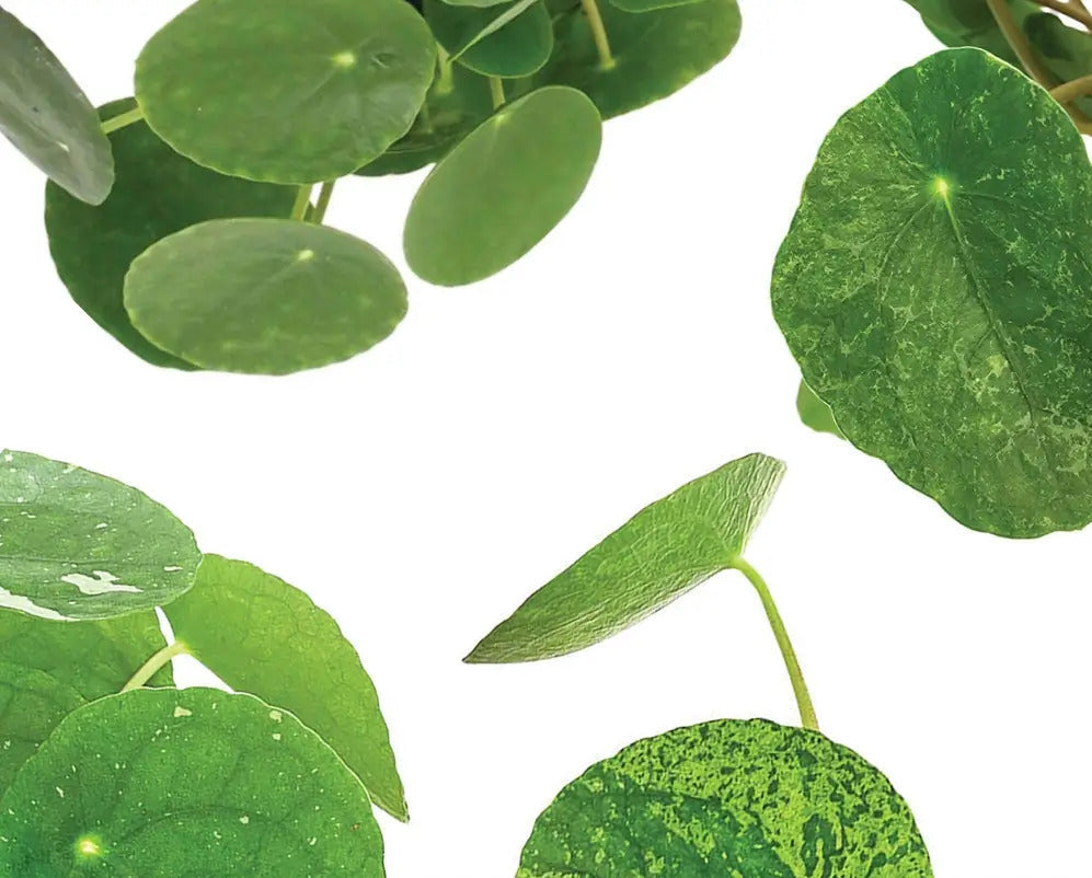 Variegated Pilea peperomioides leaves with cream and green patterning