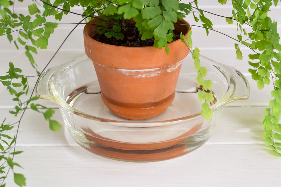 Maidenhair fern in a terracotta pot sitting in a clear glass bowl of water