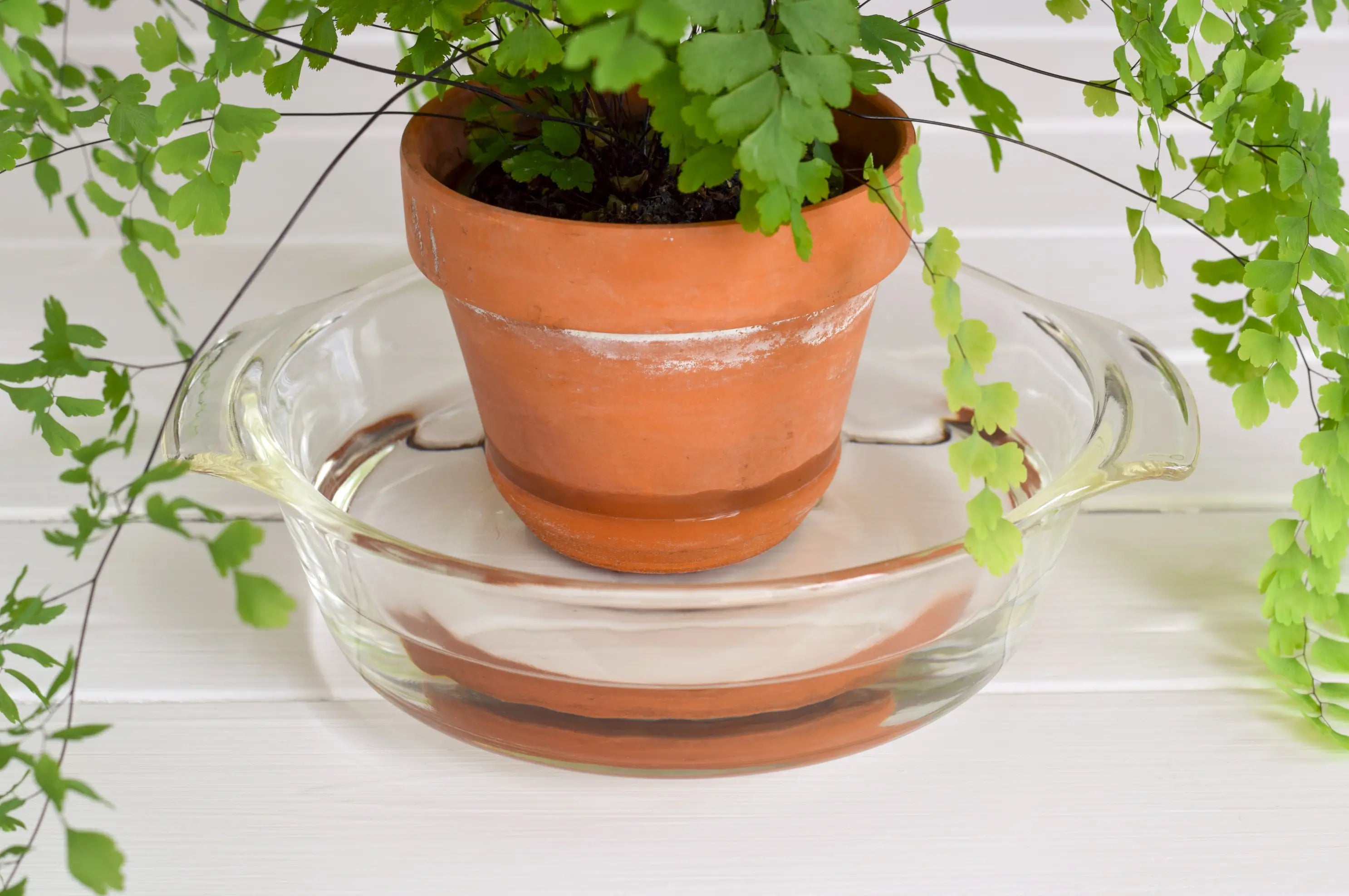 Bottom watering lets soil absorb moisture upward, but leaving pots standing in water too long risks oxygen loss in the roots. Maidenhair fern in terracotta pot sitting inside clear glass bowl filled with water for bottom watering.