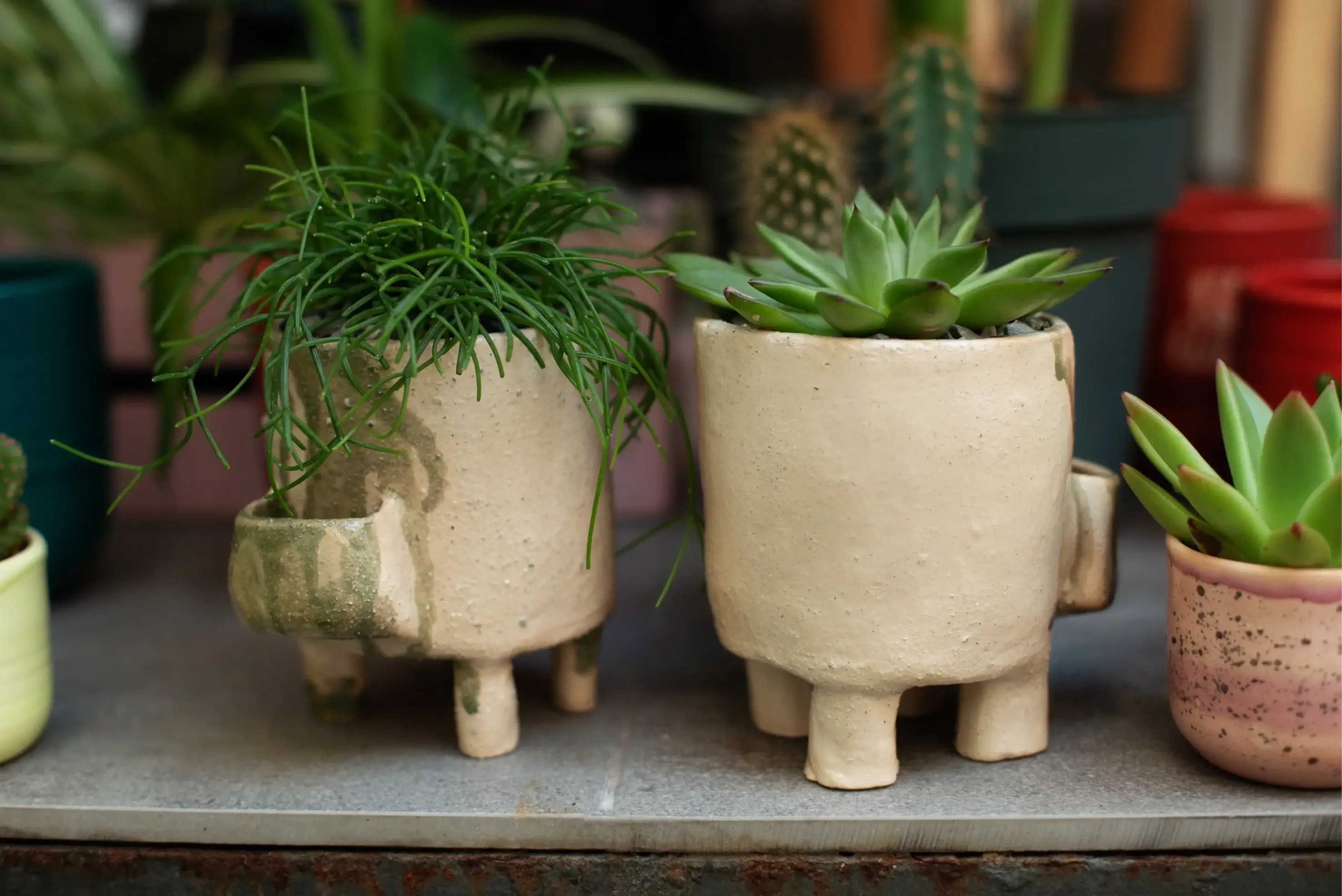 Rhipsalis and Echeveria in identical pots, side by side. Side by side but worlds apart — Rhipsalis and Echeveria both store water, but evolved in opposite habitats with very different care needs.