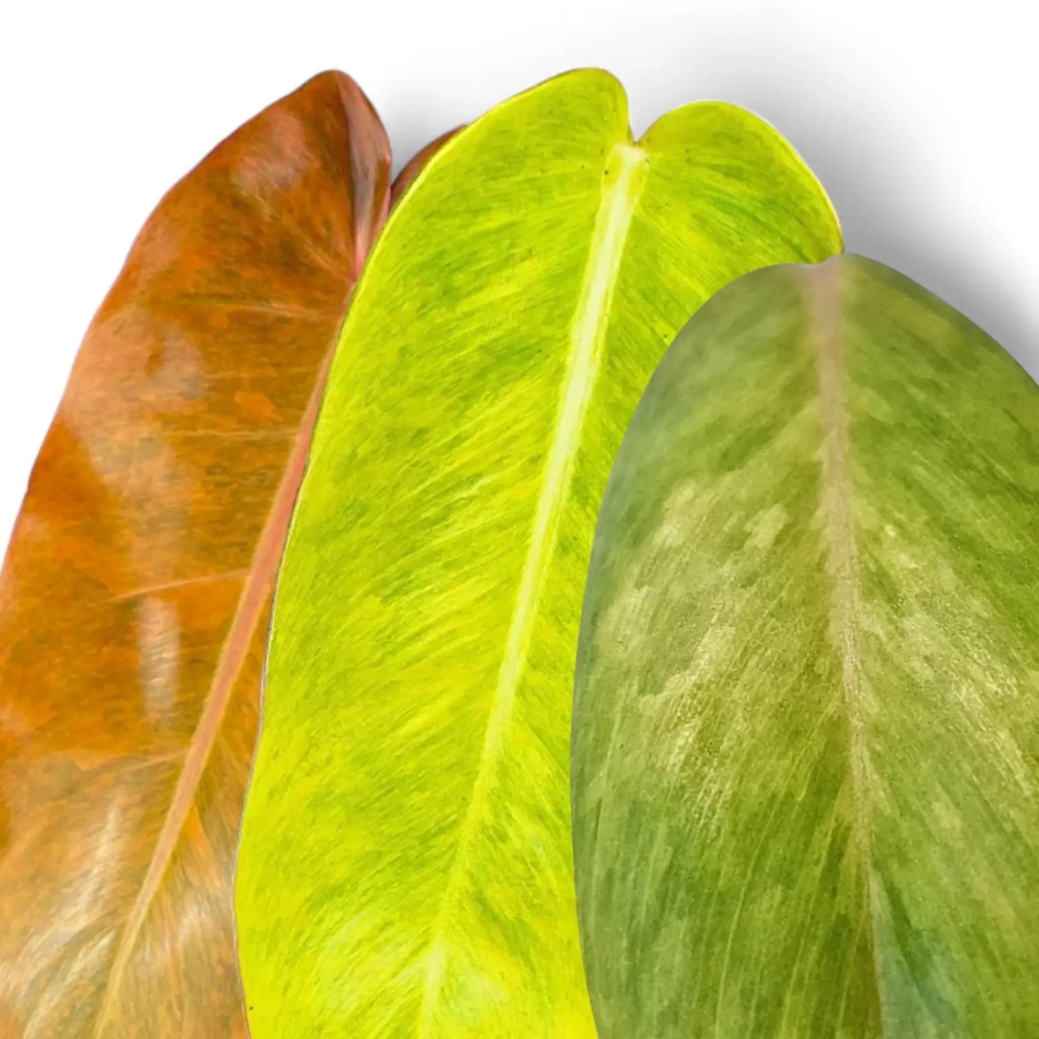 Side-by-side close-up of Philodendron ‘Orange Marmalade’, Philodendron ‘Calkins Gold’, and Philodendron ‘Painted Lady’ leaves showing distinct colour and pattern differences.