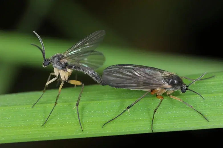 Fungus Gnats in Houseplants: The Ultimate Guide to Identification, Management, and Prevention