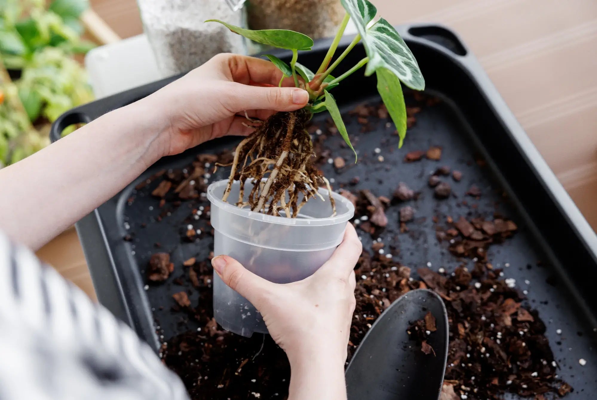 Hands holding bare-root Anthurium crystallinum above coarse substrate in a transparent pot