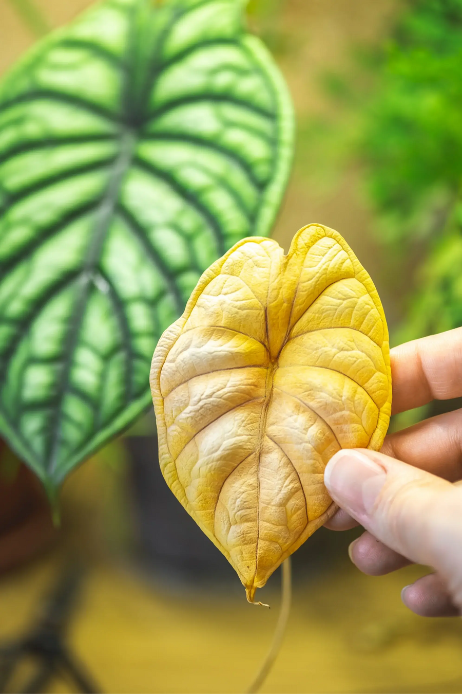 Houseplant Acclimation: What It Is, What to Expect, and How to Support It