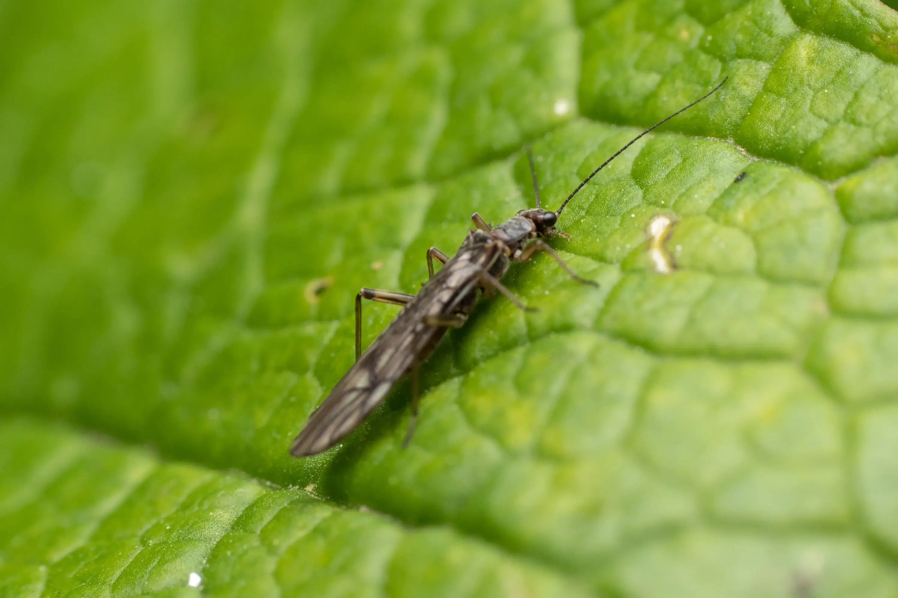 Close-up macro of a thrips insect feeding on a green leaf surface. Microscopic and fast-moving, thrips pierce leaf cells one by one — the faint silver shimmer is often the first warning sign.