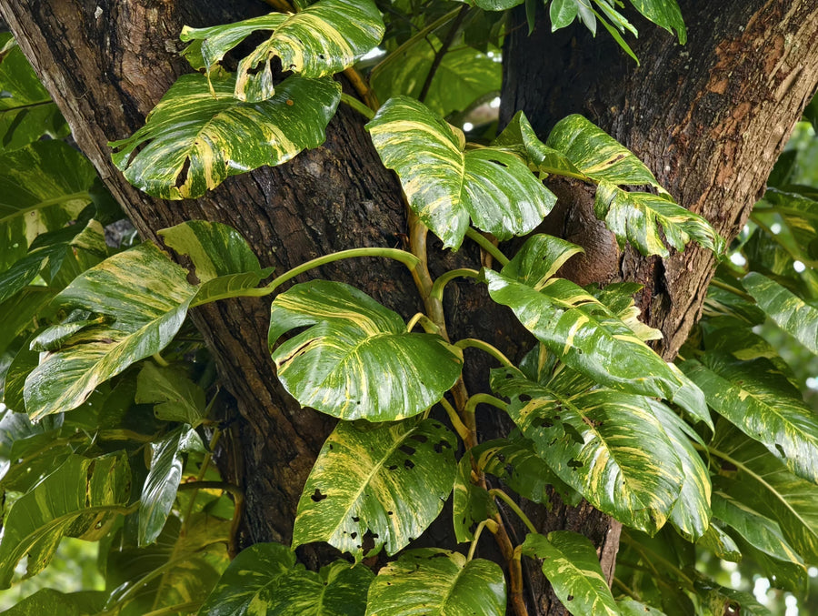 Epipremnum aureum vine with heart-shaped green and yellow leaves