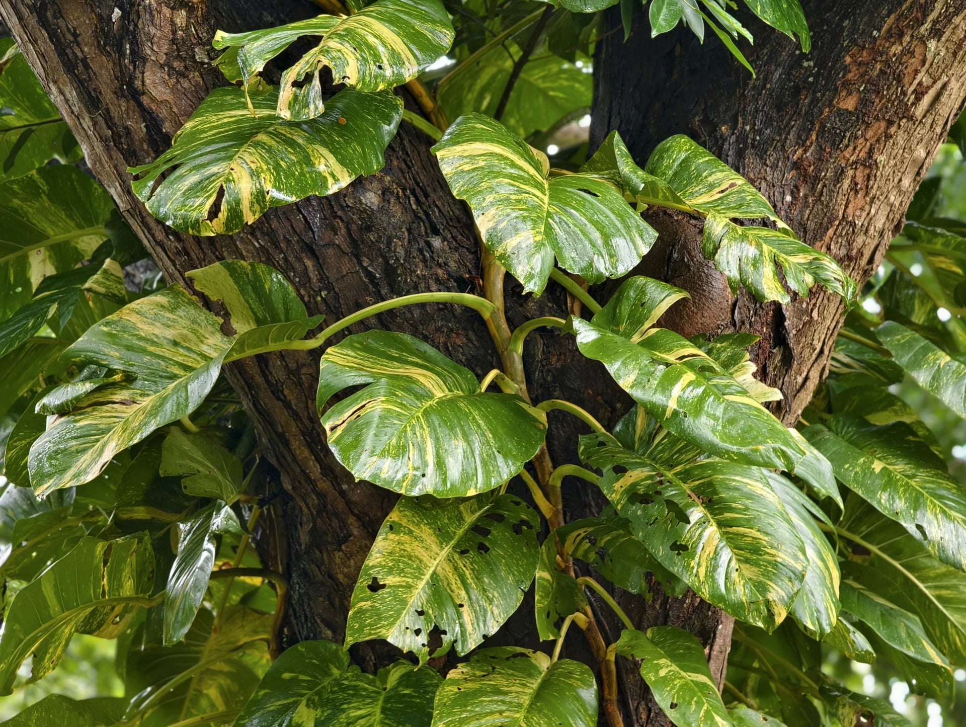 Epipremnum aureum (Efeutute): Pflege, Sorten & Fakten
