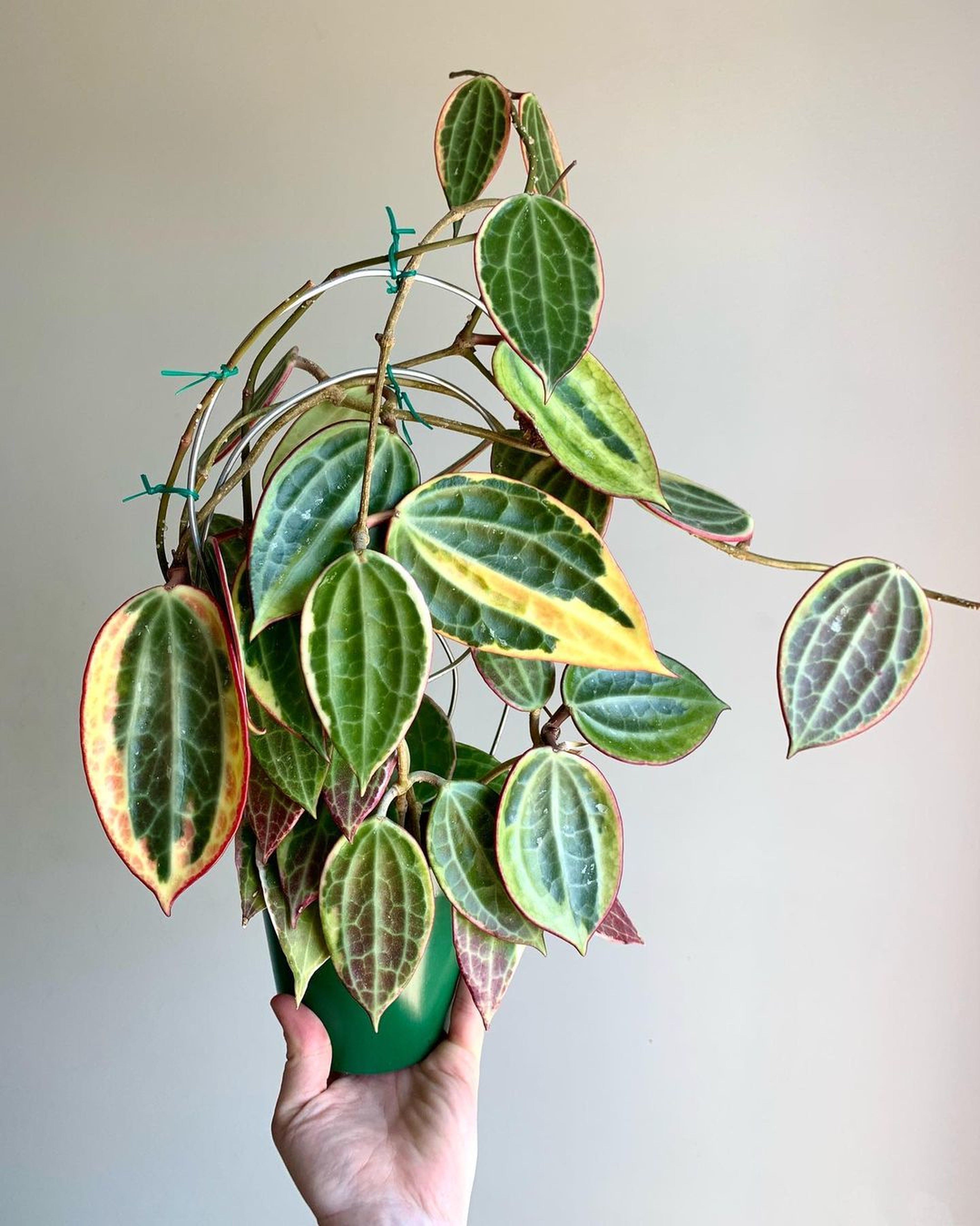 Hoya latifolia 'Silver' – Broad Silver-Marbled Hoya