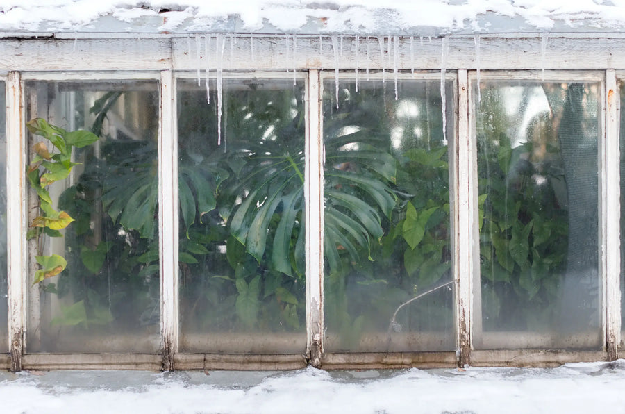 Winterpflege für Zimmerpflanzen: Wenn das Licht langsamer wird, wird alles langsamer