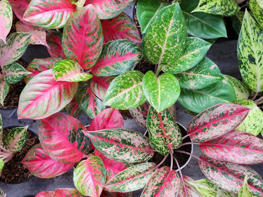 Colourful Aglaonema cultivars with red and pink variegated leaves