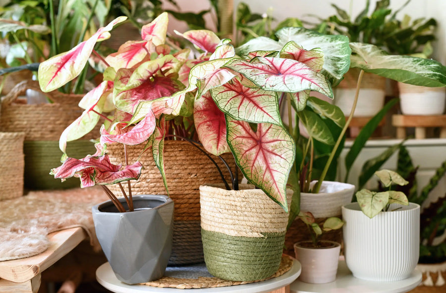 Houseplant Dormancy: How to Tell Rest From Stress