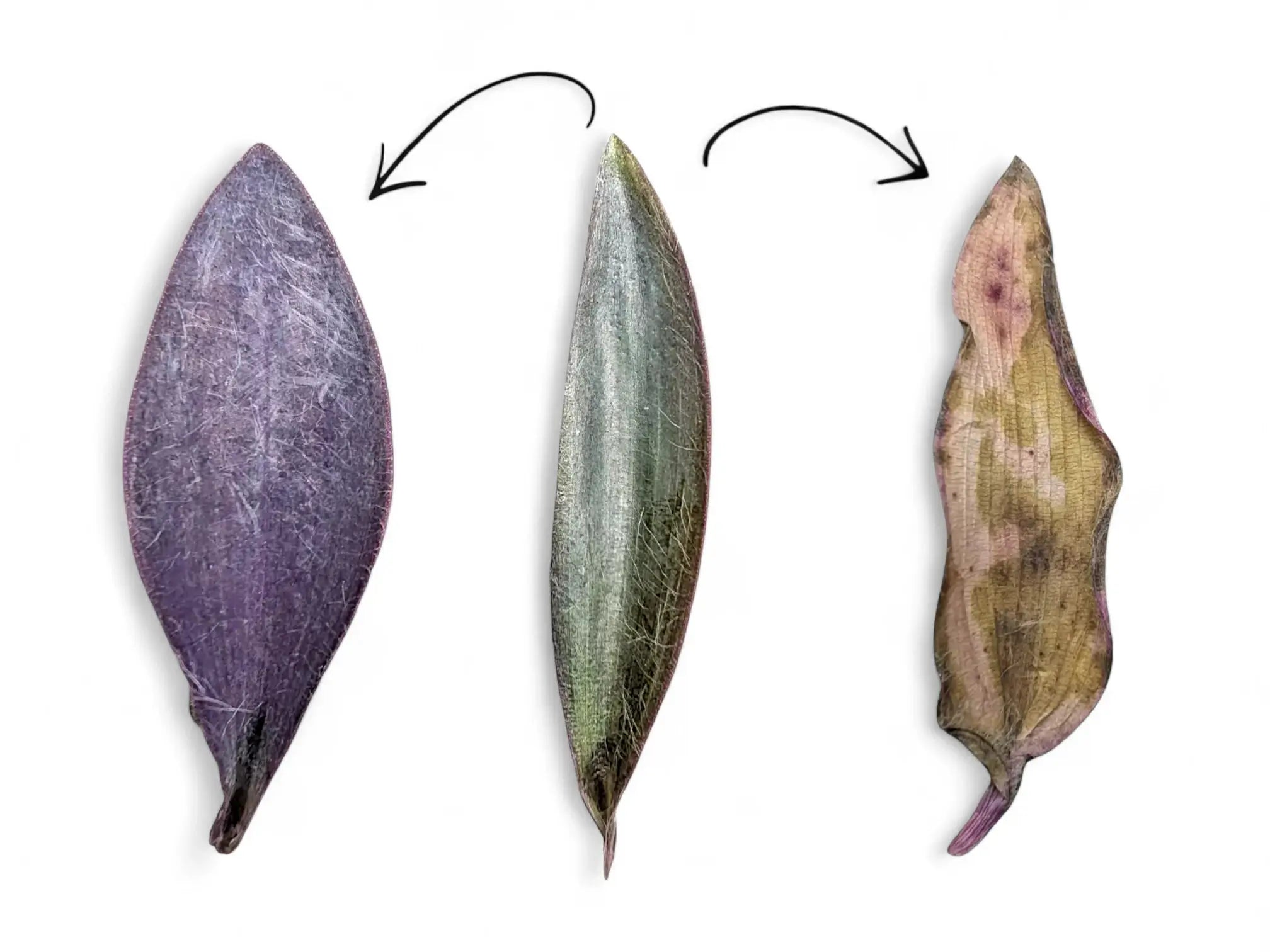 Three Tradescantia pallida leaves on white background: left leaf deep purple (sun stress), middle silvery green (low light), right white and papery (sunburn damage).