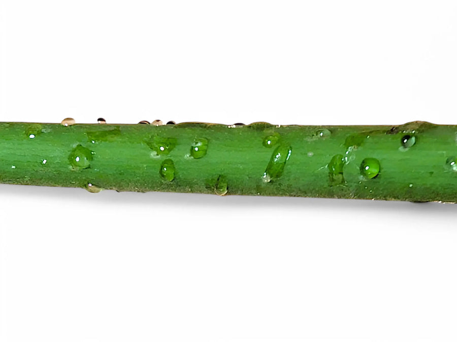 Warum tropft meine Pflanze klebrige Flüssigkeit? Alles über extraflorale Nektarien bei Zimmerpflanzen