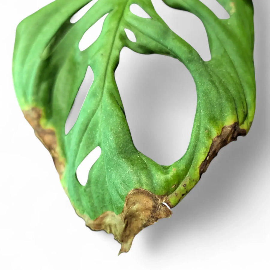 Braune Spitzen bei Zimmerpflanzen: Alle echten Ursachen und wirksamen Lösungen