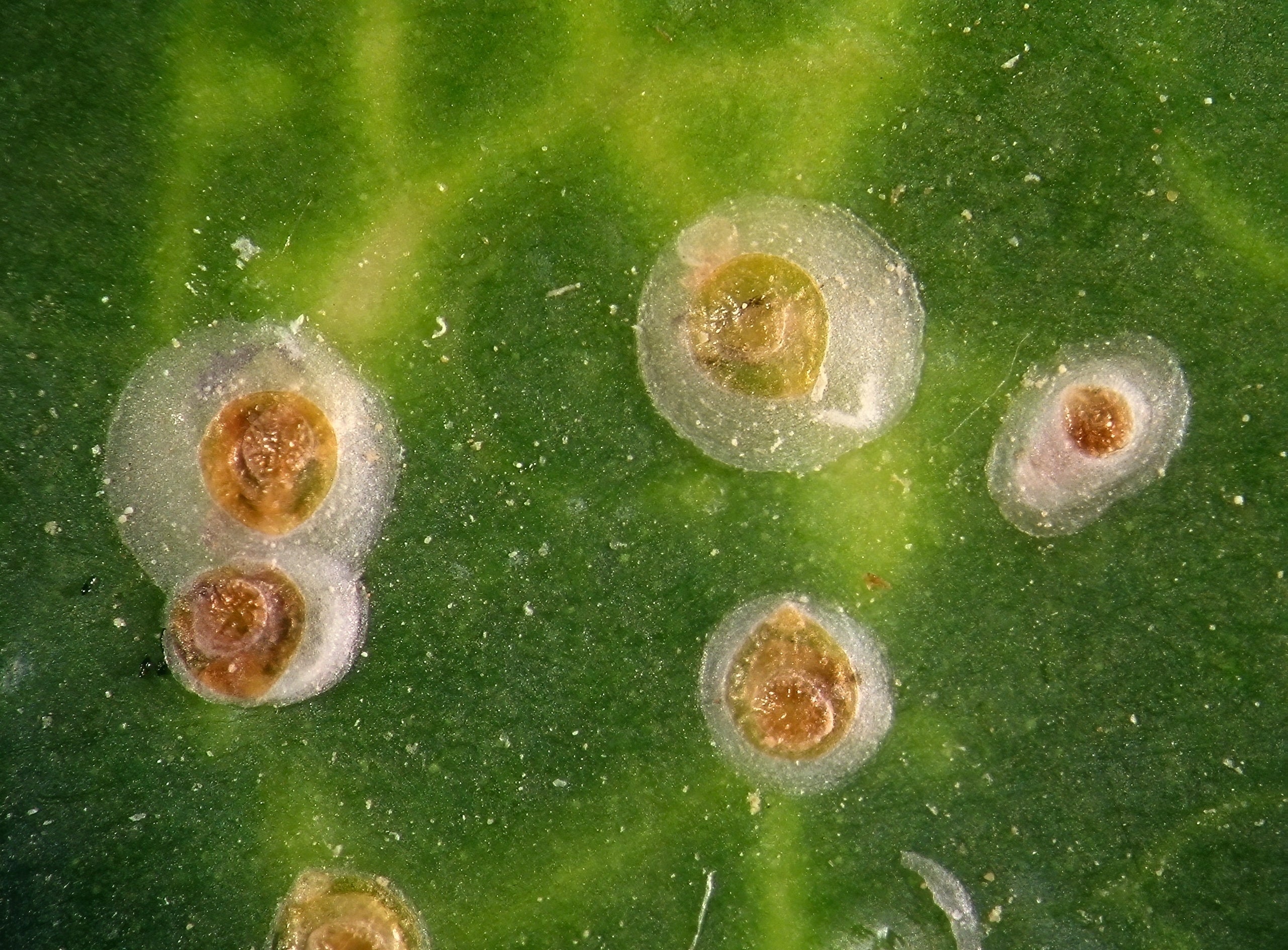 Soft scale insects (Coccidae) on a leaf surface