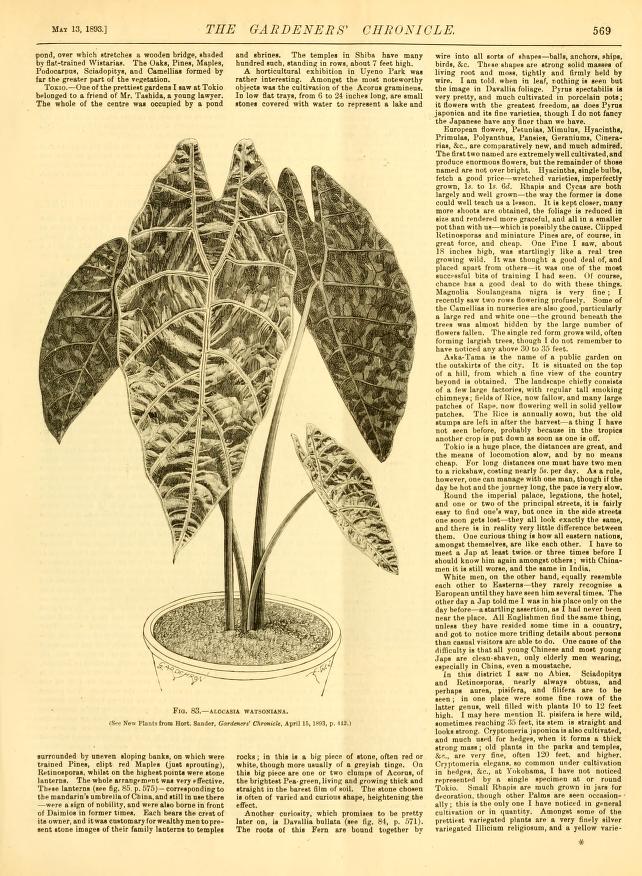 Alocasia longiloba: Ein lebendes Erbe tropischer Eleganz