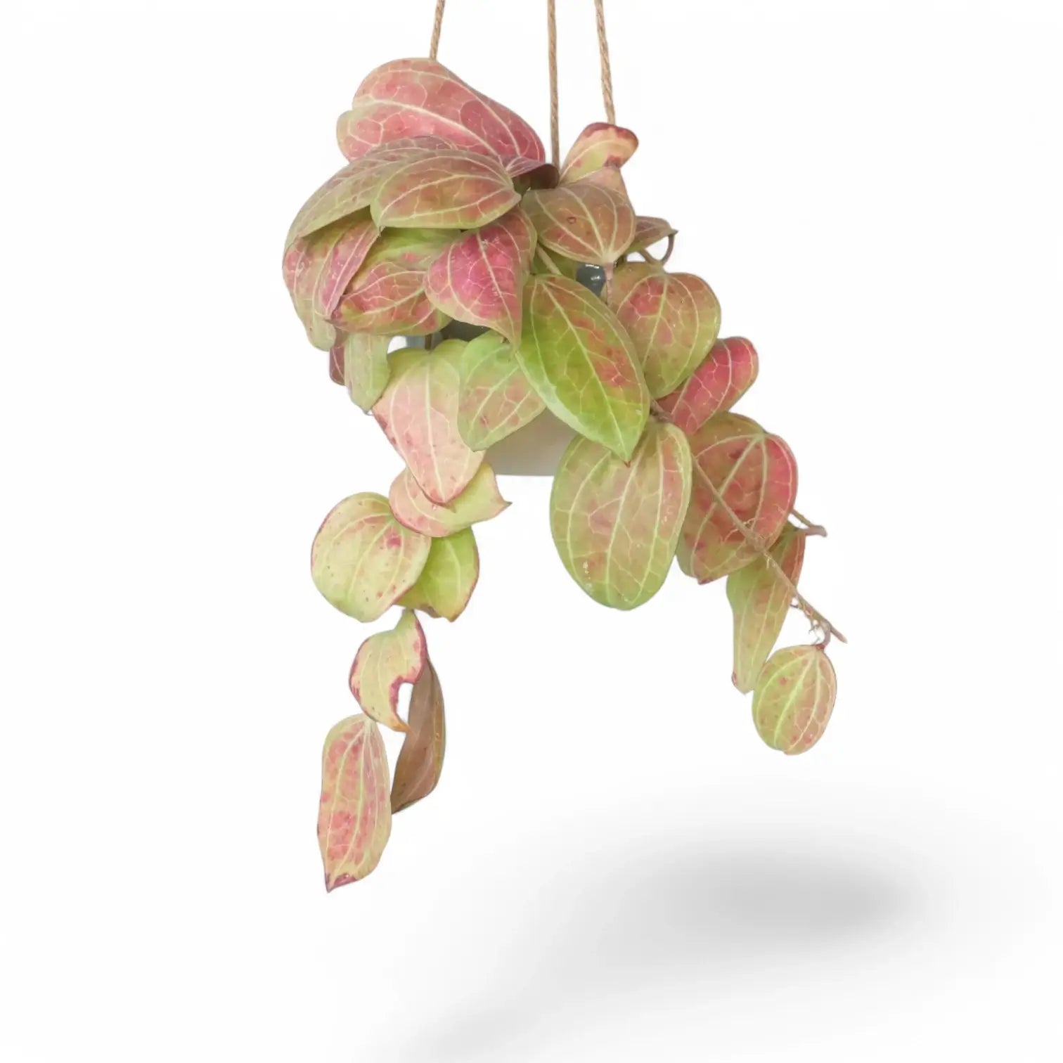 Comprehensive FAQ Guide for Hoya Plant Care: Tips, Troubleshooting & Growth