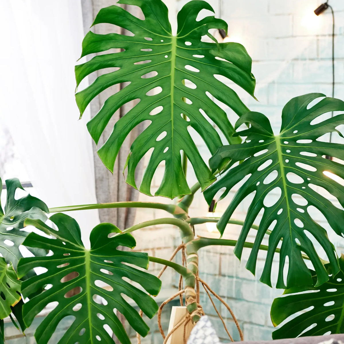 philodendron scindapsus Silver Ann Scindapsus – Lichtenfelt's main image 0