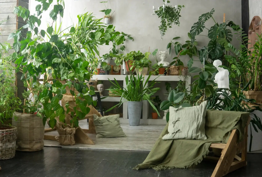 Beyond Pretty Leaves: What Houseplants Really Need Indoors