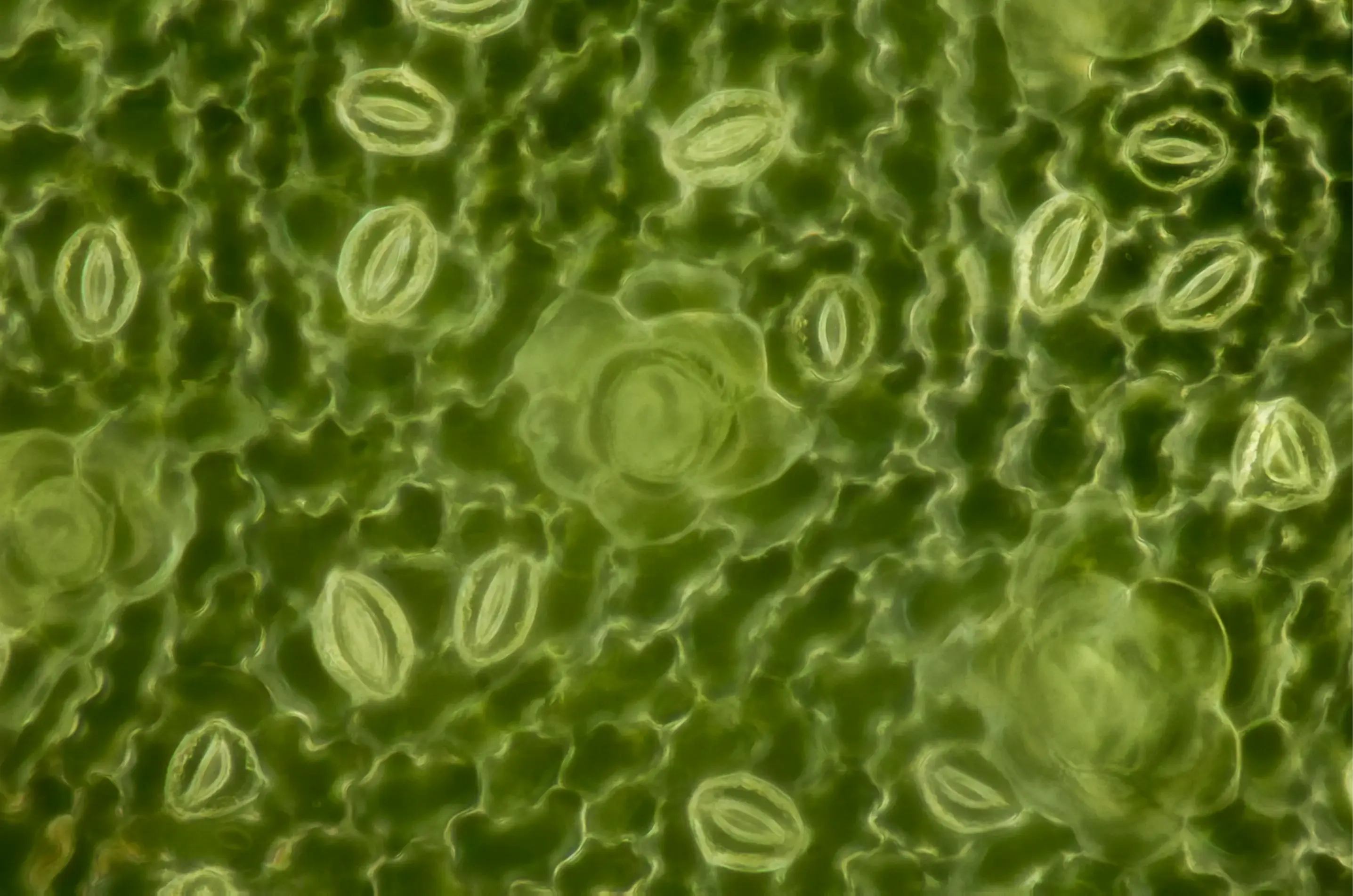 Extreme close-up of stomata on a green leaf surface under microscope - These tiny pores open and close to control gas exchange, hydration, and plant signaling — and they’re working even when you can’t see them.