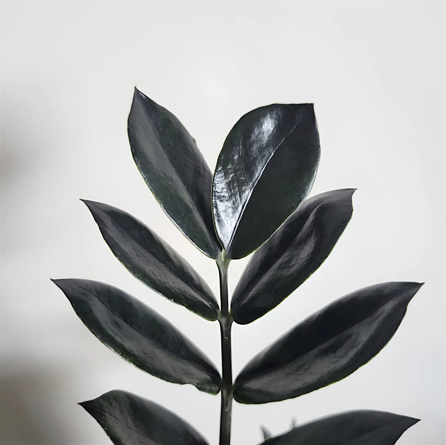 The Science and Allure of Black-Leaved Plants
