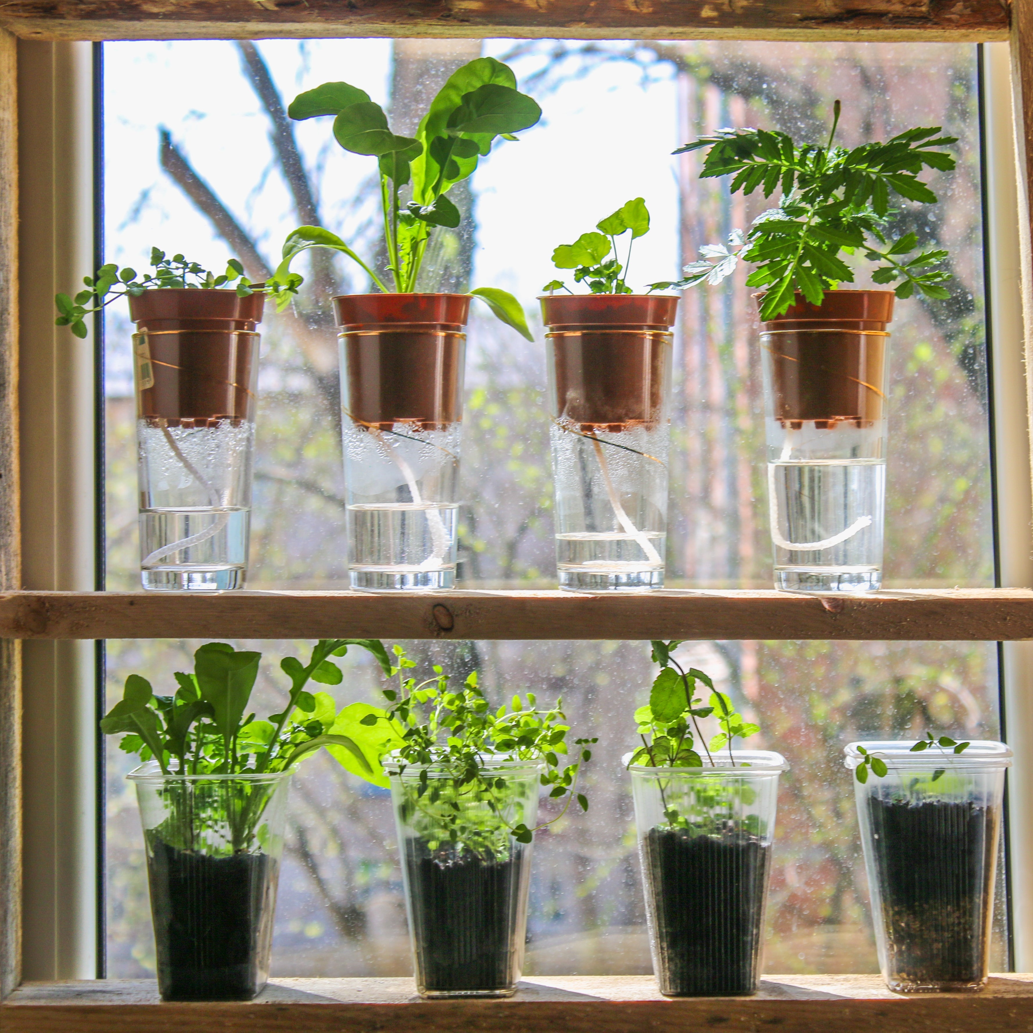Self-watering DIY wick pots above, DIYl soil pots below, on a wooden plant shelf.
