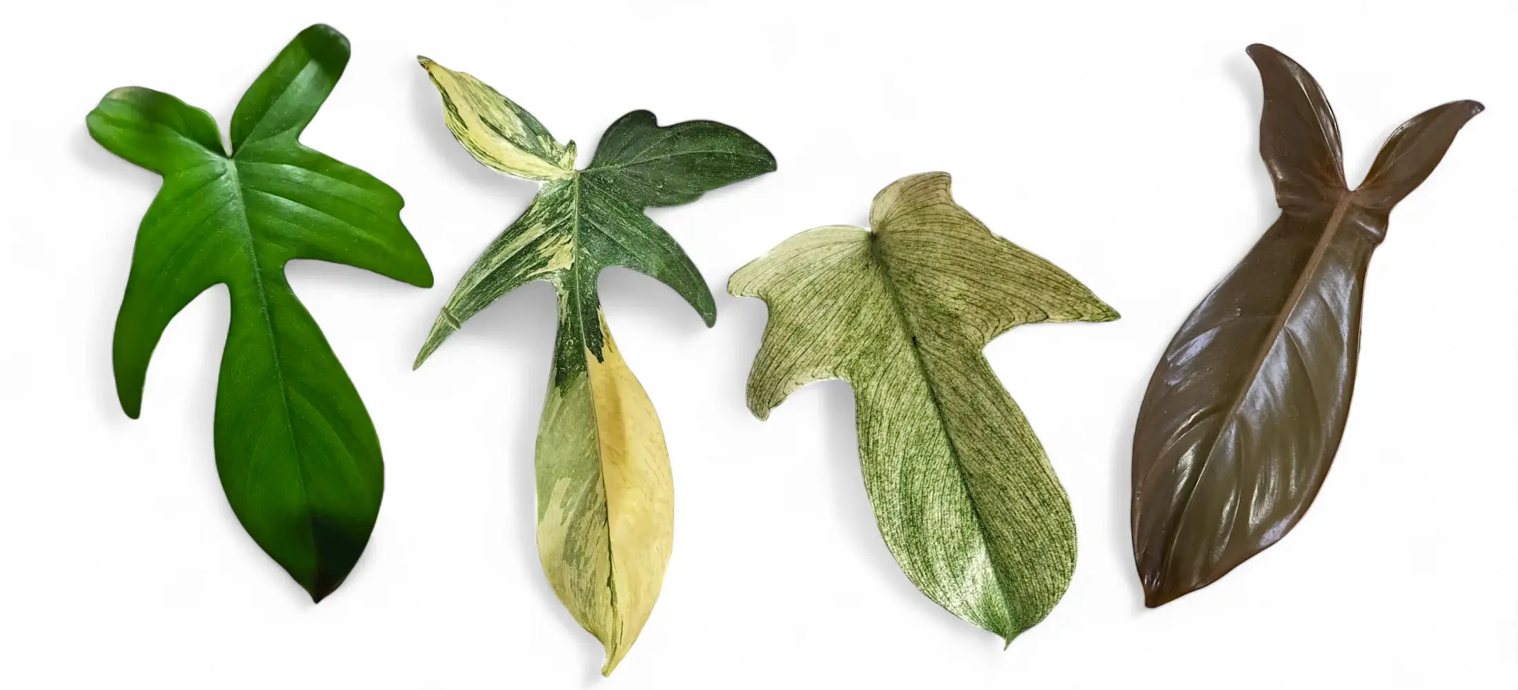Four Philodendron 'Florida' cultivars with mature leaves shown side by side: dark green Florida Green, variegated Florida Beauty, pale-leafed Florida Ghost, and bronze-tinted Florida Bronze.