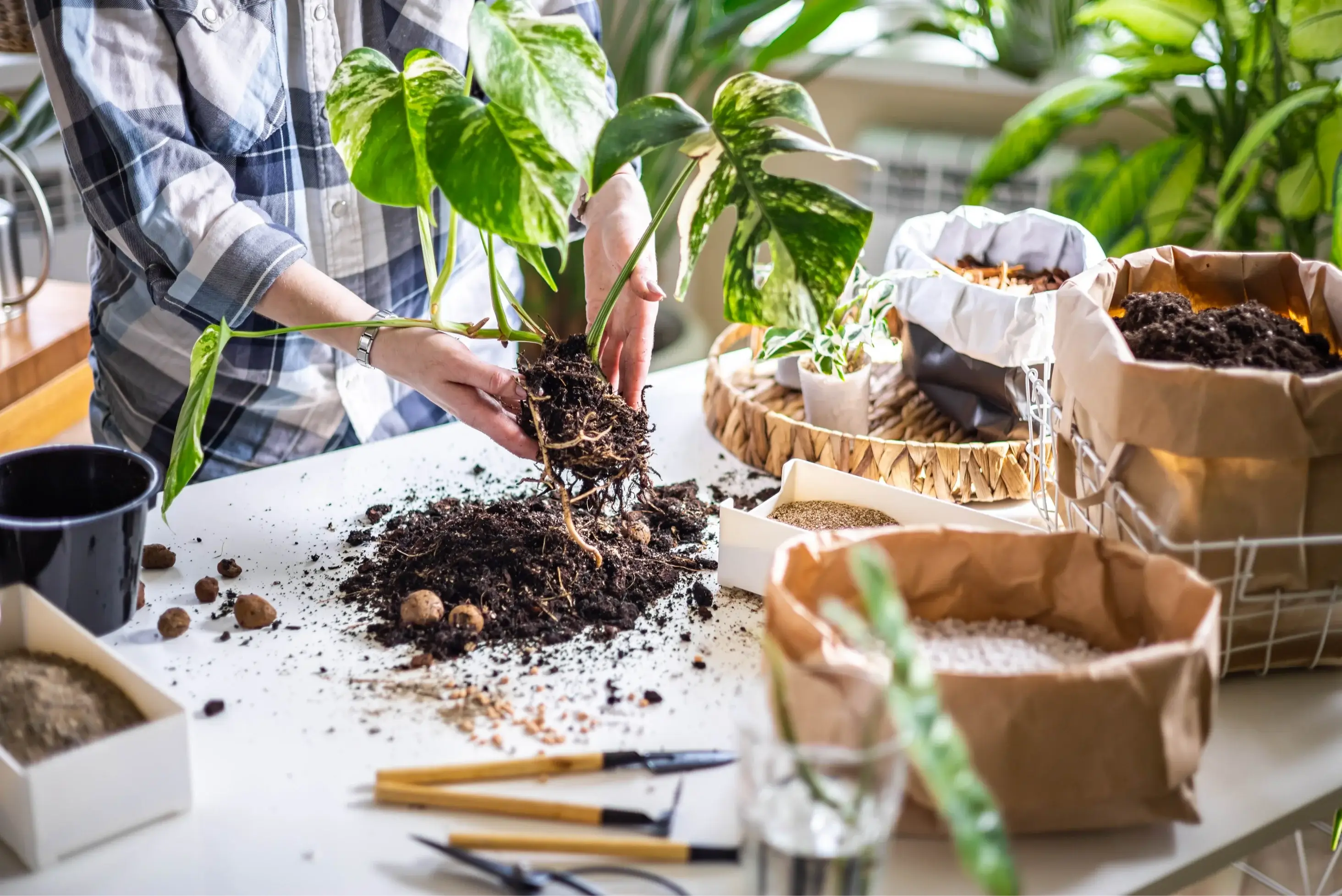 Woman’s hands transplanting variegated monstera; scattered soil and garden tools on a table, close-up view.