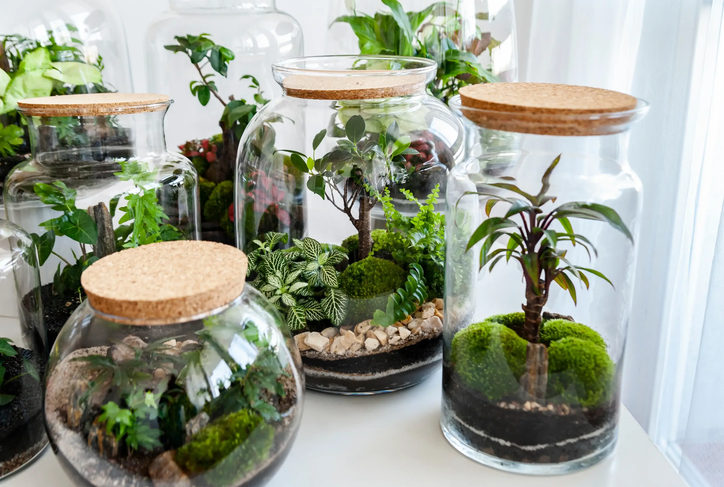 Starter terrariums in large glass jars, both open and closed, arranged on a wooden table