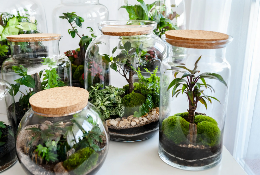 Terrarium selber bauen: Der vollständige Guide für Einsteiger