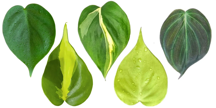 Scandens, Hederaceum, Micans & Oh, So Many More - A Comprehensive Heartleaf Philodendron Saga