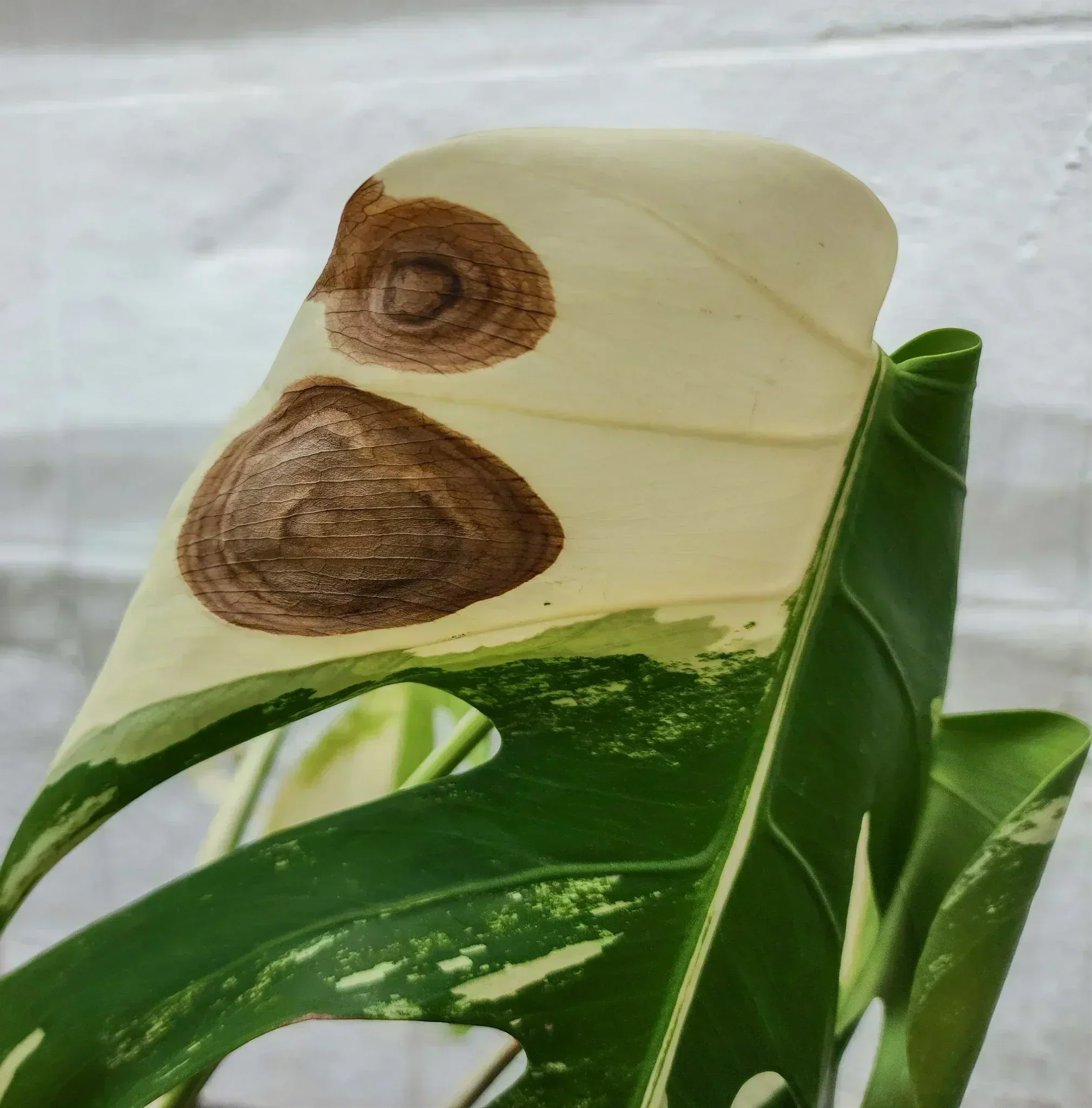 Monstera albo variegata with large brown spots on the variegated porion of the leaf