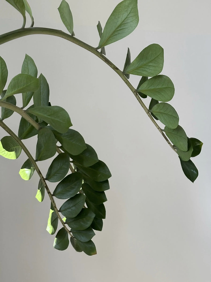Glossy compound leaves of Zamioculcas zamiifolia ZZ plant