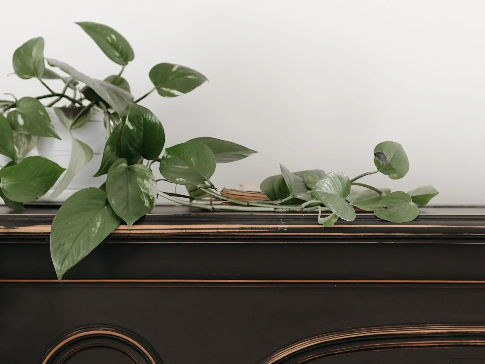 Trailing houseplant on a wooden surface indoors