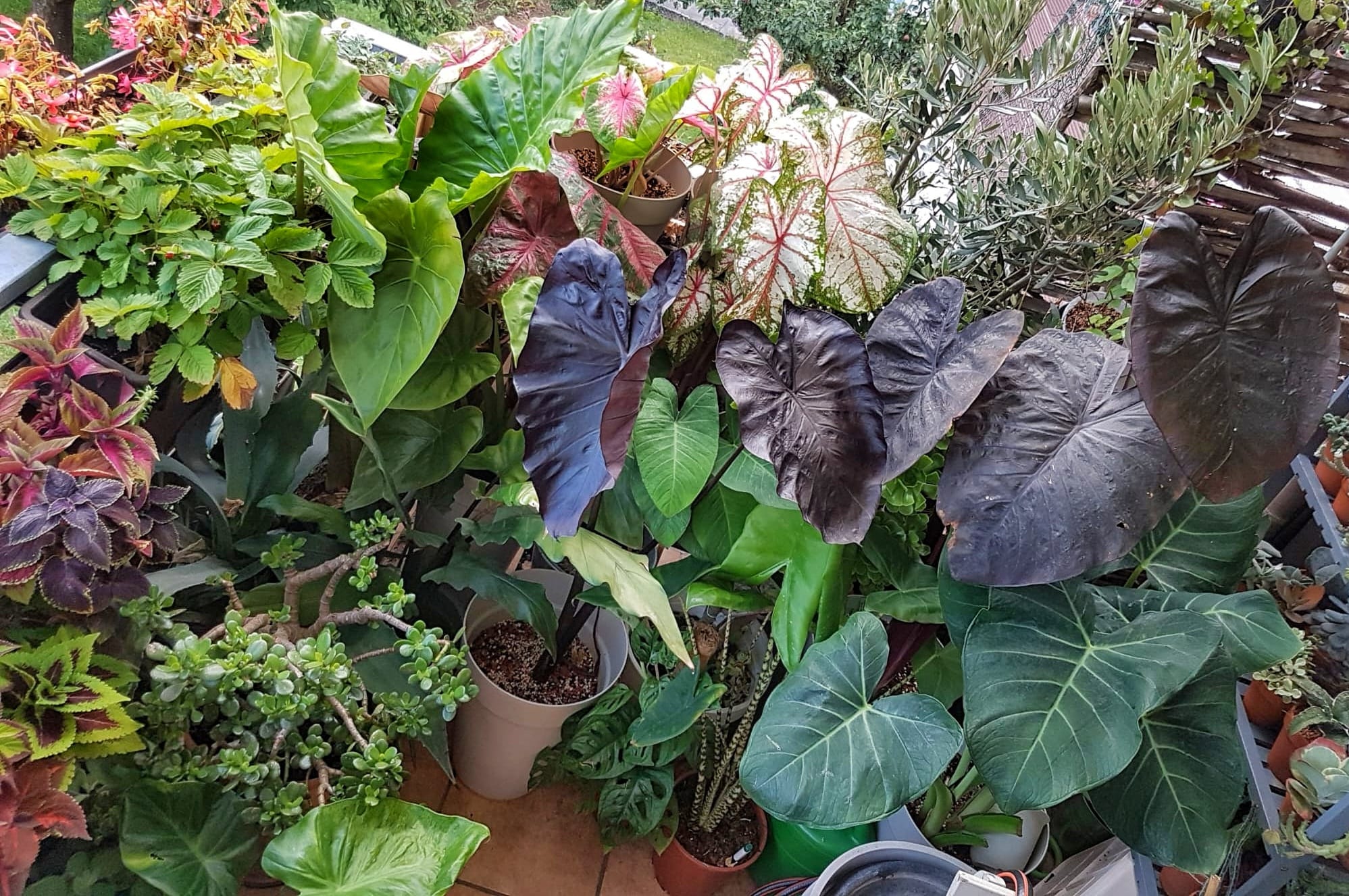 Many houseplants on a balcony in summer: Colocasia, Caladium, Alocasia, Anthurium