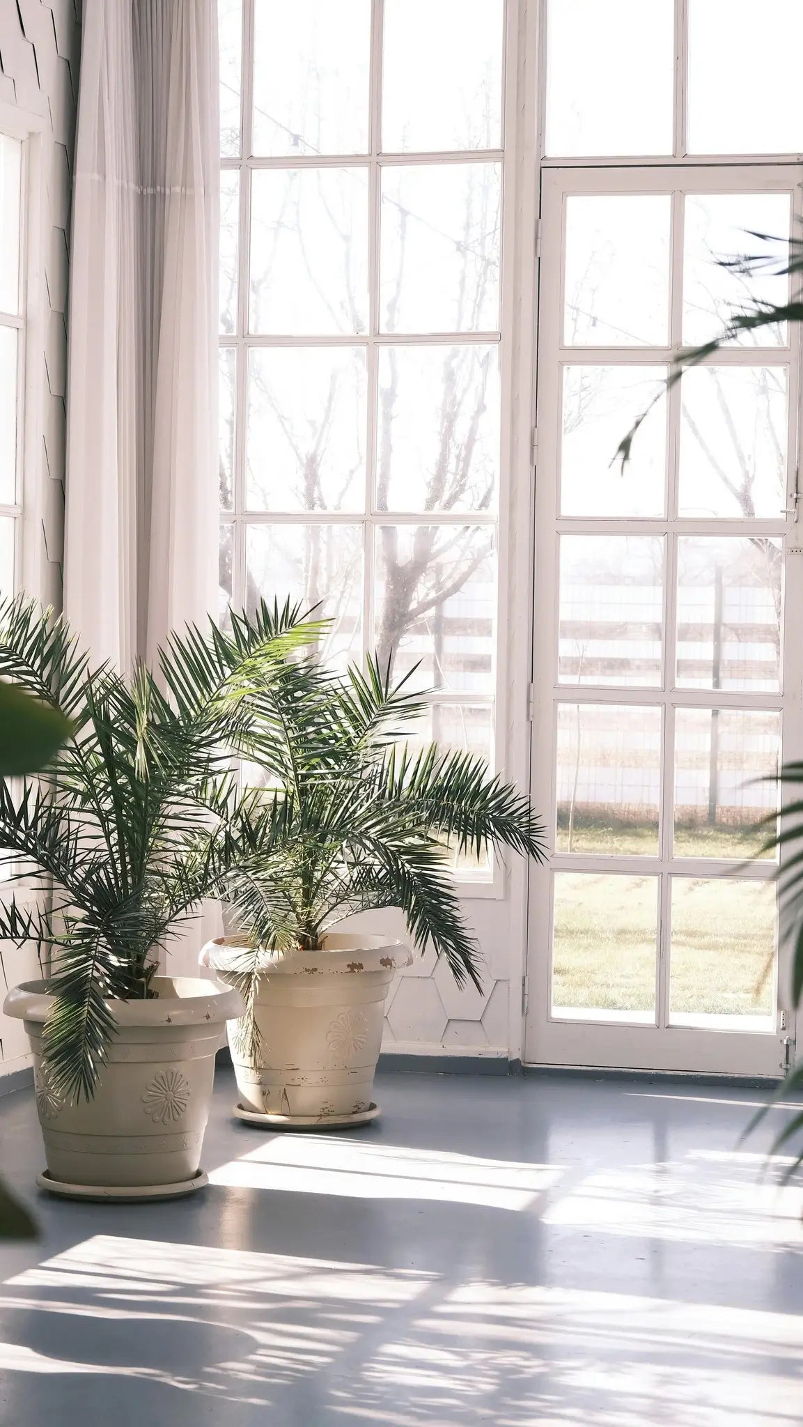 Two potted palm trees as houseplants in a large, bright  conservatory room.