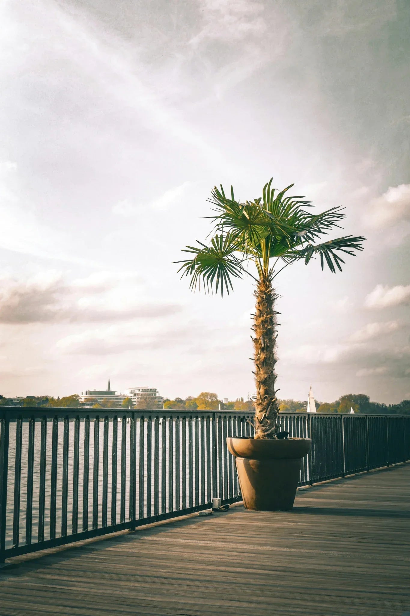 Potted Trachycarpus fortunei on a wooden walkway in a waterside city setting.
