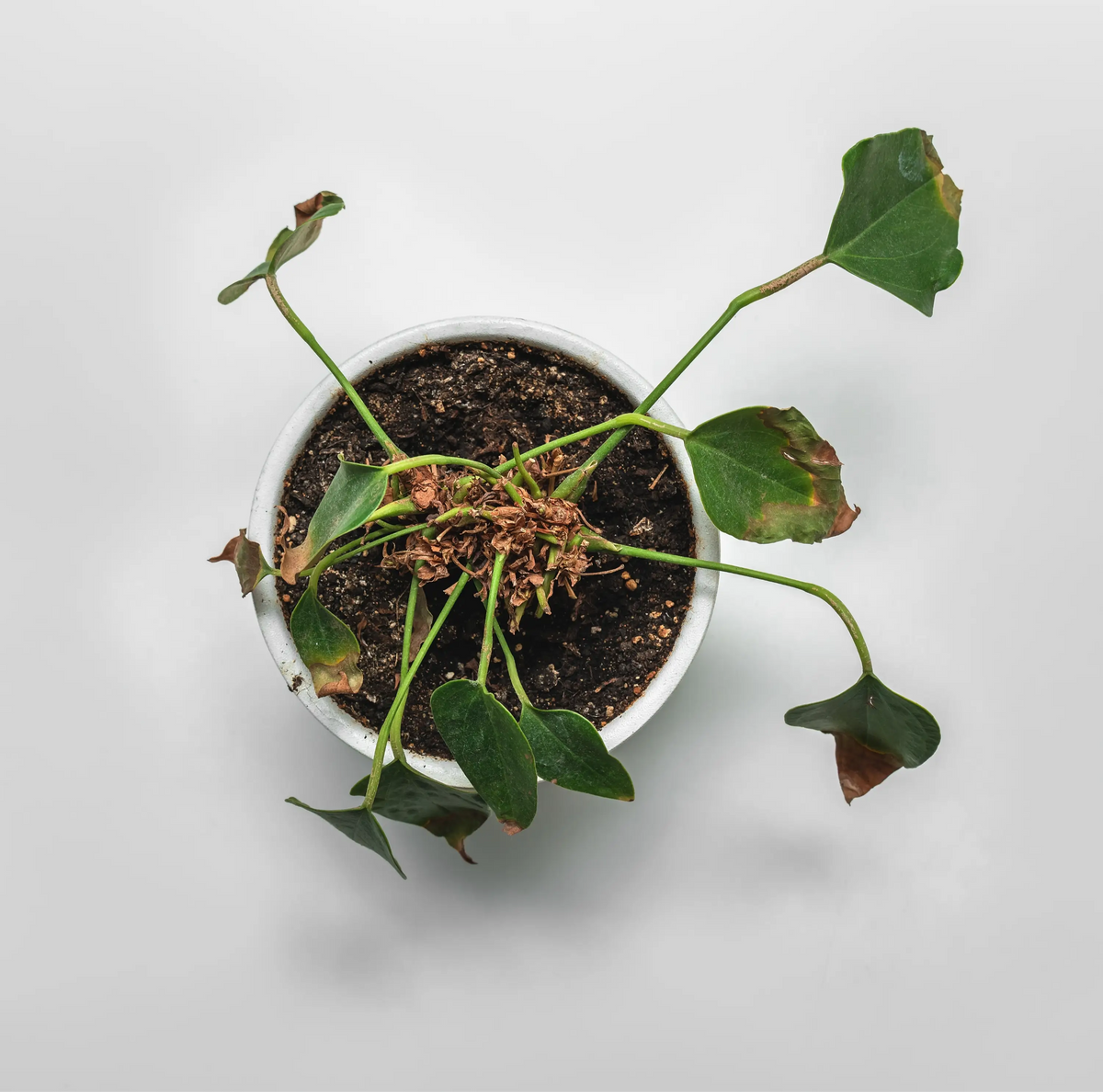 Sick houseplant in a pot with damaged leaves on a plain background