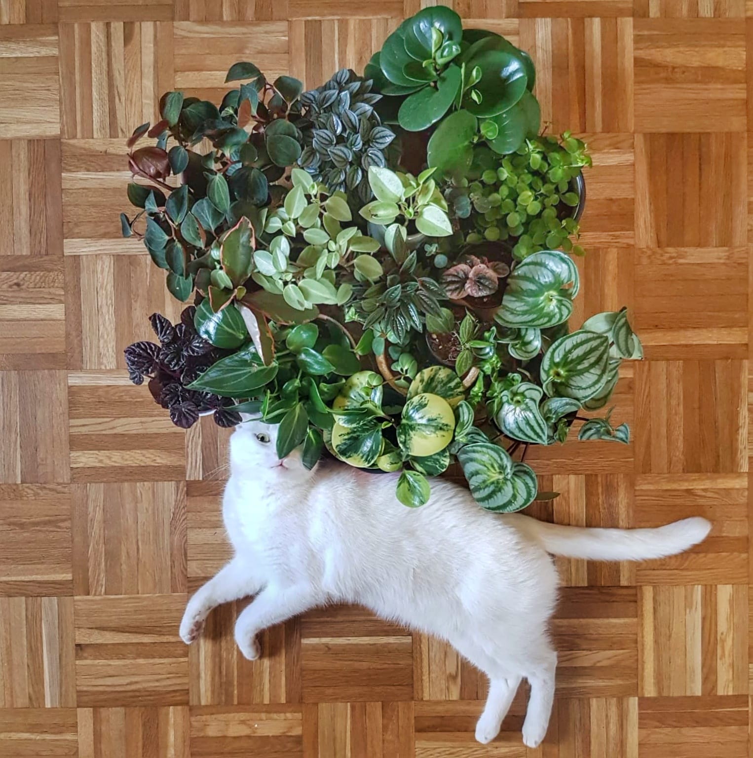 White cat lying next to pet-friendly plants, many various Peperomia and Pilea