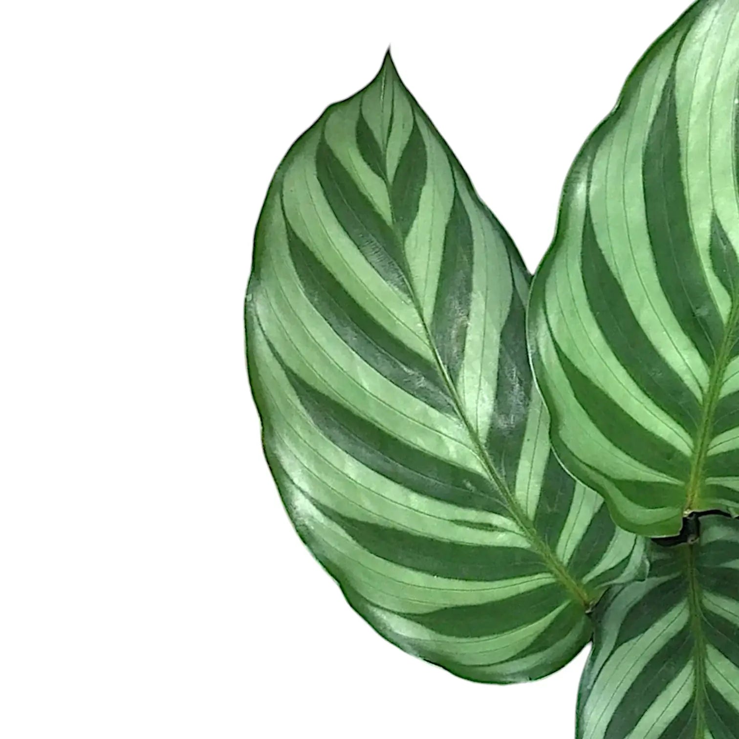 Blätter einer ungiftigen Calathea vor weißem Hintergrund