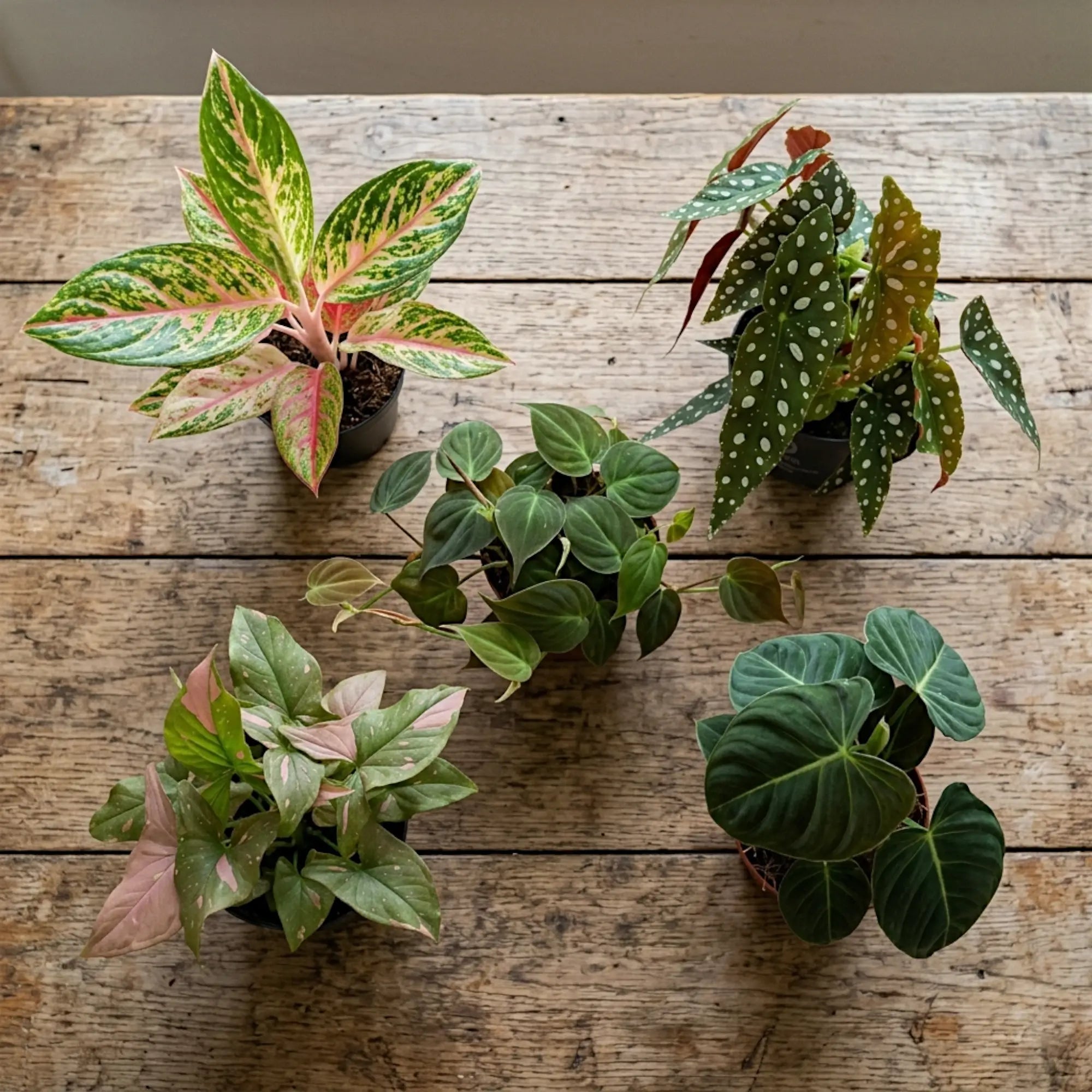 5 potted tropical houseplants  on a distressed wooden table, seen from above