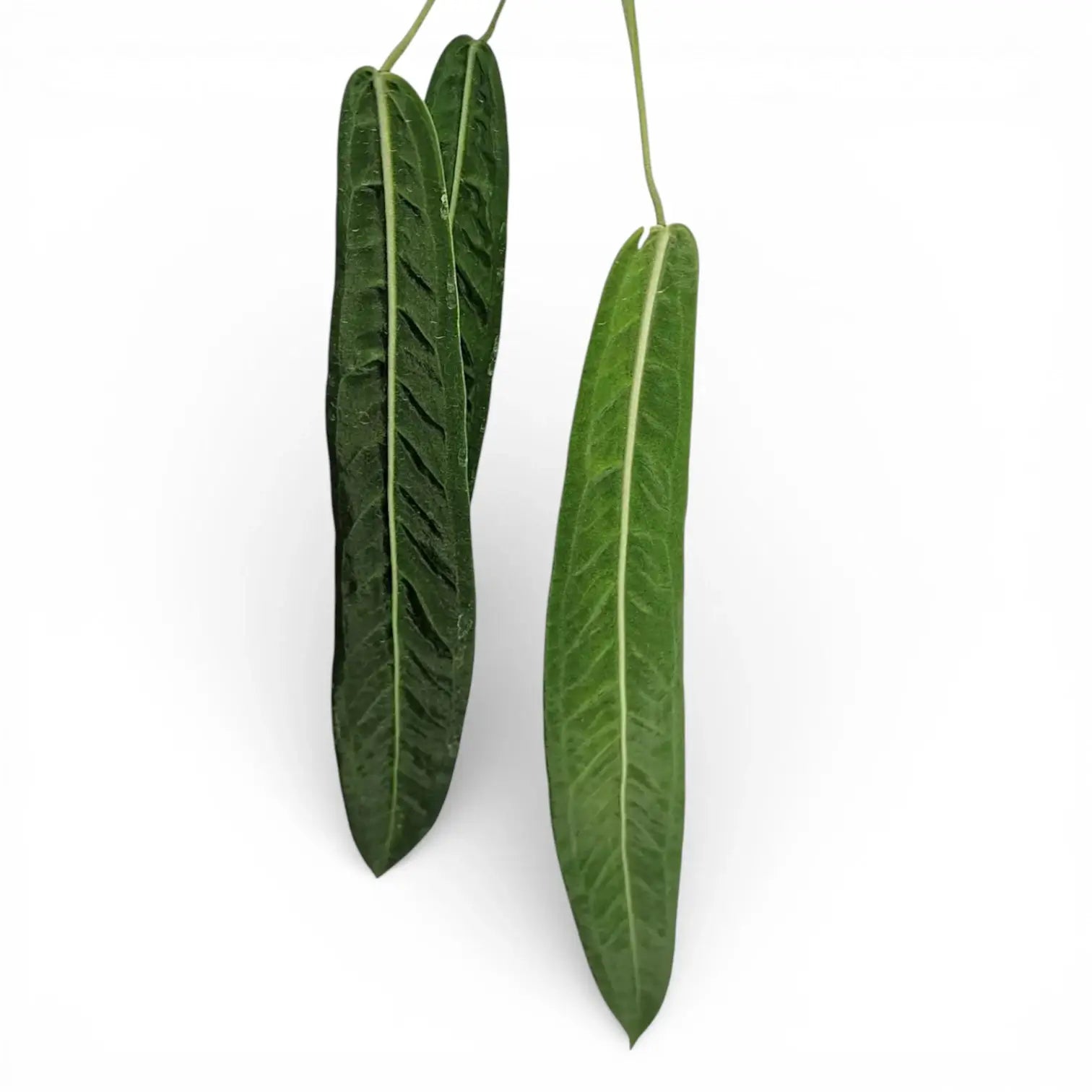 Lange schmale Blätter von hängendem Anthurium pallidiflorum