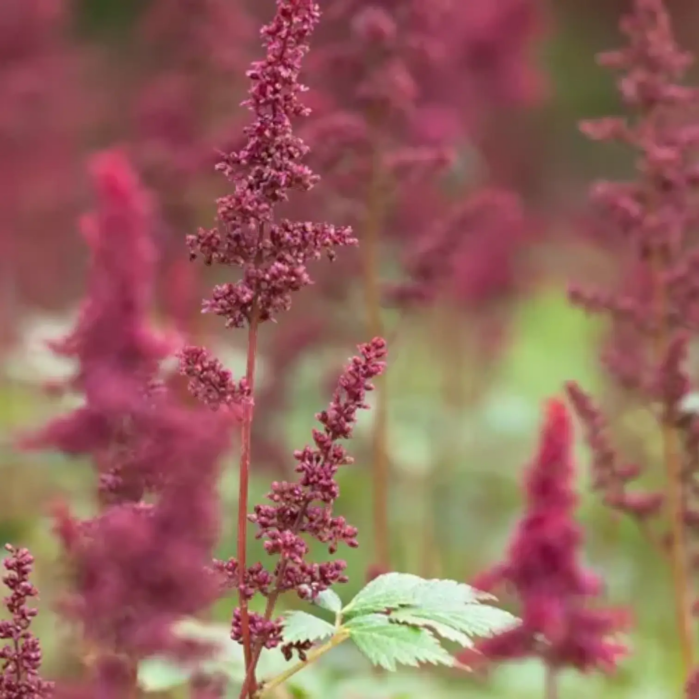 Astilbe × arendsii 'Fanal' mit dunkelroten Blütenrispen.