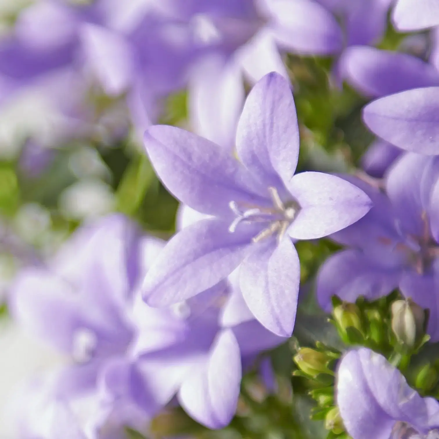 Campanula portenschlagiana 'Ambella' mit lavendelfarbenen Blüten.