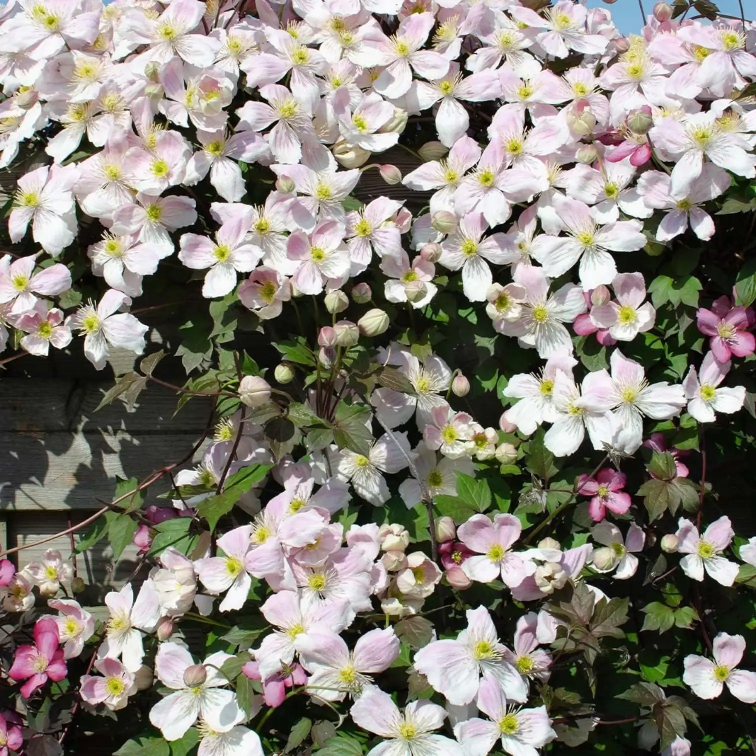 Herabhängende weiße Blüten von Clematis 'Tetra Rose'.