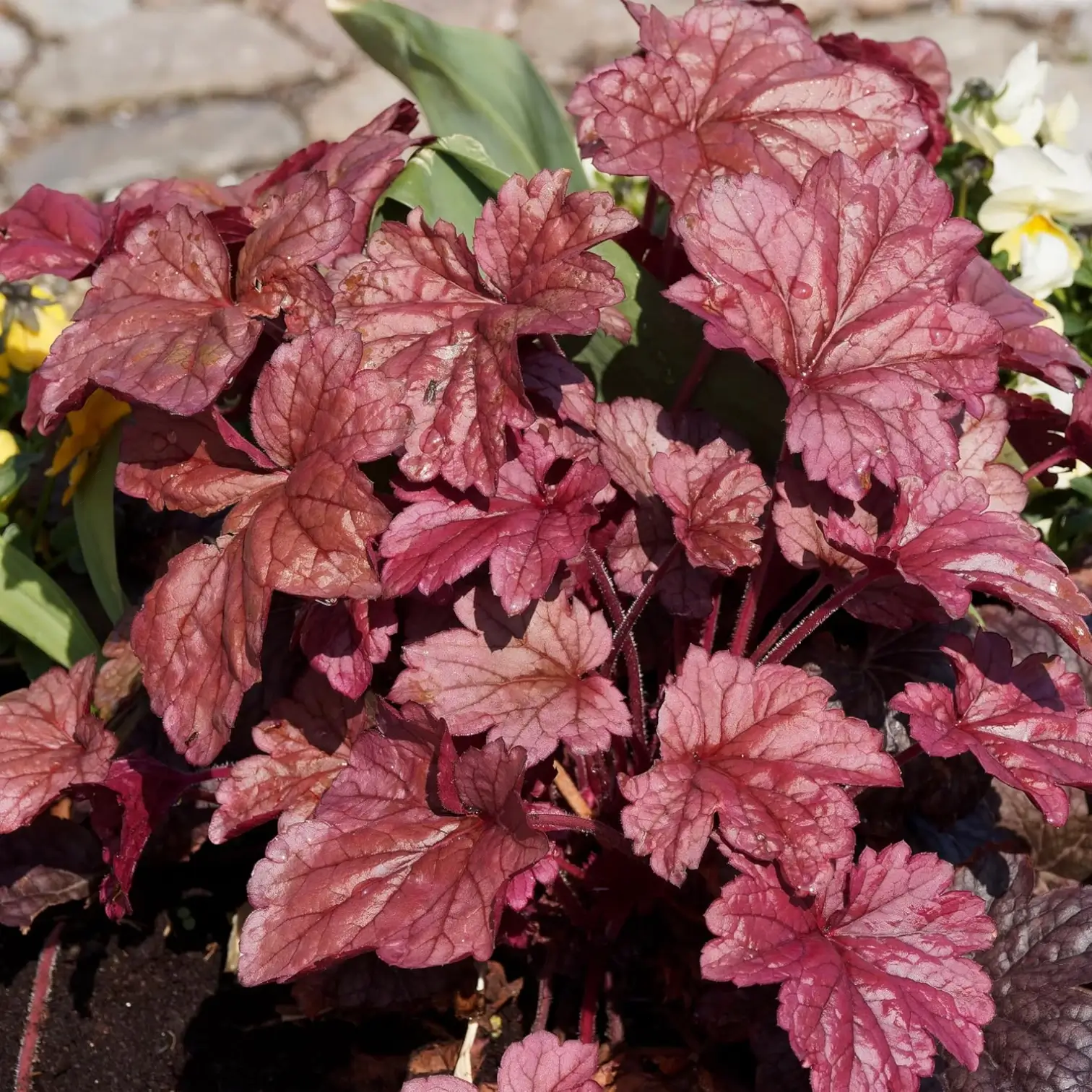 Blätter von Heuchera micrantha 'Palace Purple'.