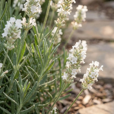 Close-up of white lavender flowers